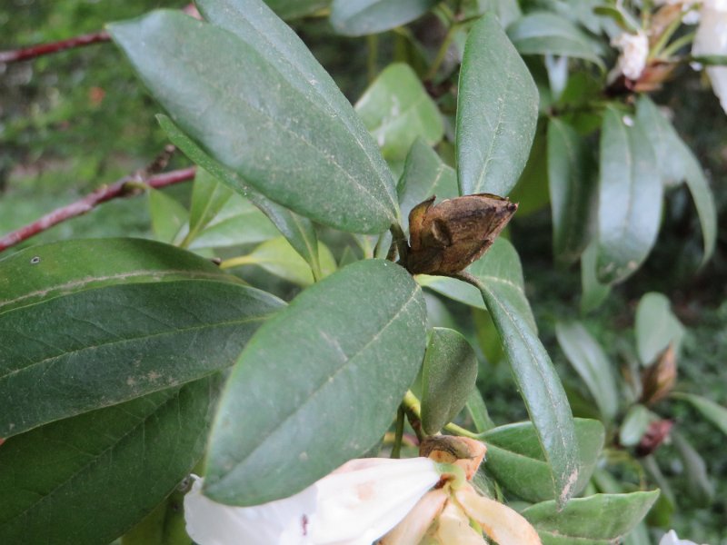 Opfer der Rhododendron-Zykade